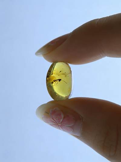 白垩纪缅甸虫珀第2场 - 蚂蚁