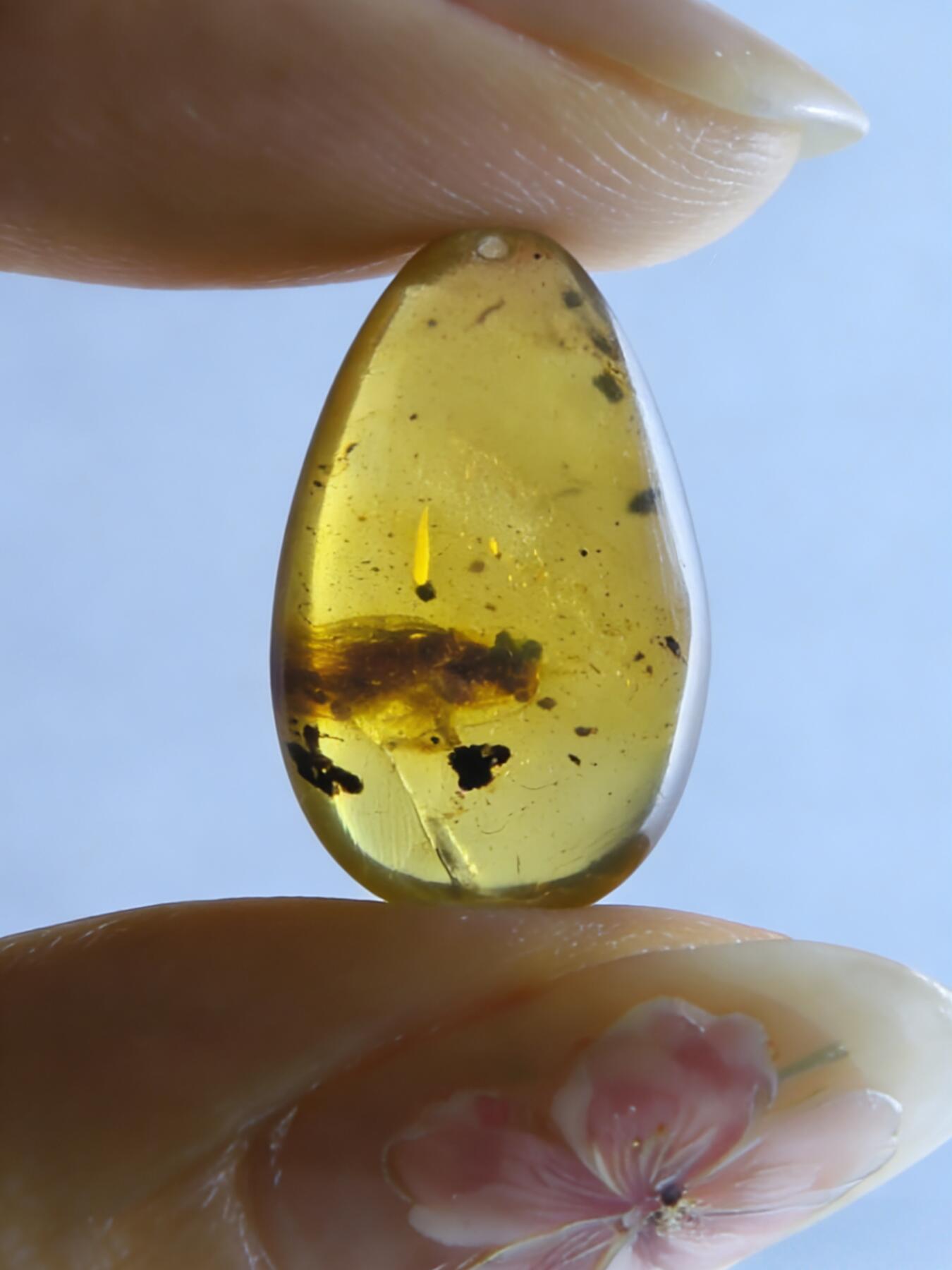 白垩纪缅甸虫珀第2场