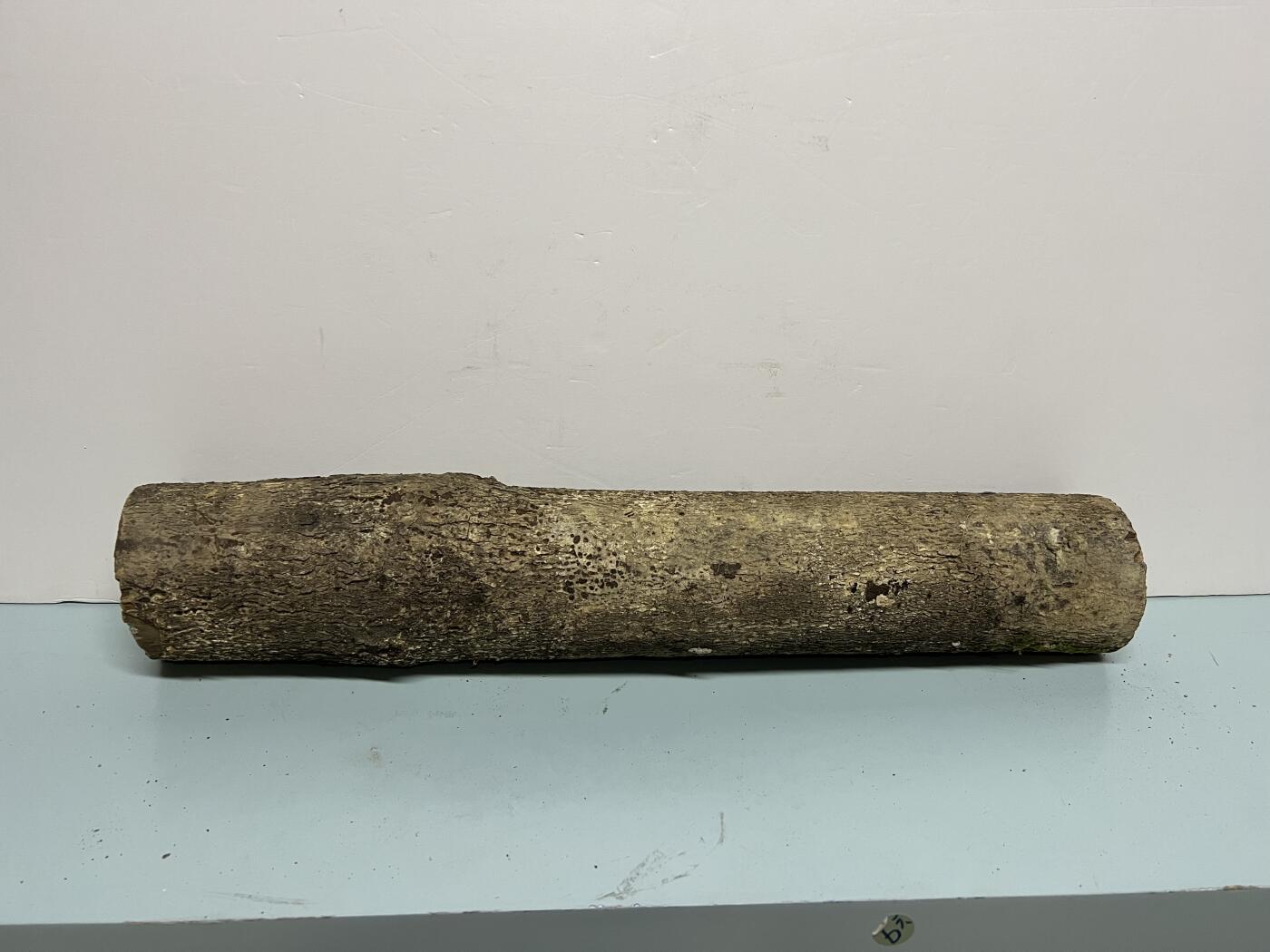 零元拍： 1220-1 金丝楠 原木 风水柱 横财（材）带皮， 尺寸：59/9.5/9CM。抛光后金灿灿满香。最后一图为成品效果。。抛光后金灿灿满香。最后一图为成品效果。如果带点瘤，意味着花纹更漂亮。抛光后金灿灿满香。最后一图为成品效果。