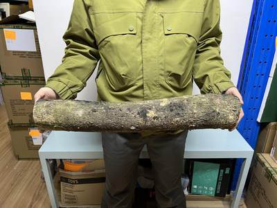 零元拍： 1220-1 金丝楠 原木 风水柱 横财（材）带皮， 尺寸：59/9.5/9CM。抛光后金灿灿满香。最后一图为成品效果。。抛光后金灿灿满香。最后一图为成品效果。如果带点瘤，意味着花纹更漂亮。抛光后金灿灿满香。最后一图为成品效果。 - 零元拍： 1220-1 金丝楠 原木 风水柱 横财（材）带皮， 尺寸：59/9.5/9CM。抛光后金灿灿满香。最后一图为成品效果。。抛光后金灿灿满香。最后一图为成品效果。如果带点瘤，意味着花纹更漂亮。抛光后金灿灿满香。最后一图为成品效果。