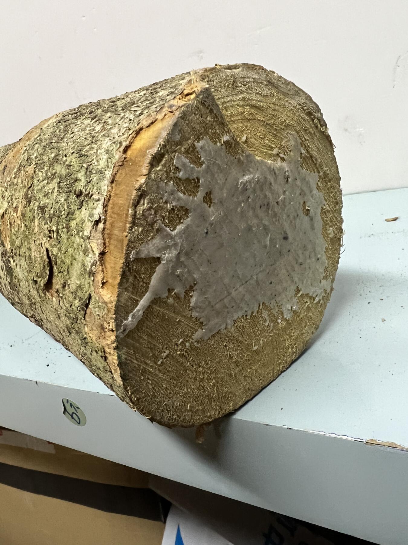 零元拍： 1220-2 金丝楠 原木 风水柱 横财（材）带皮， 尺寸：56/12.5/CM。抛光后金灿灿满香。最后一图为成品效果。。抛光后金灿灿满香。最后一图为成品效果。如果带点瘤，意味着花纹更漂亮。抛光后金灿灿满香。最后一图为成品效果。