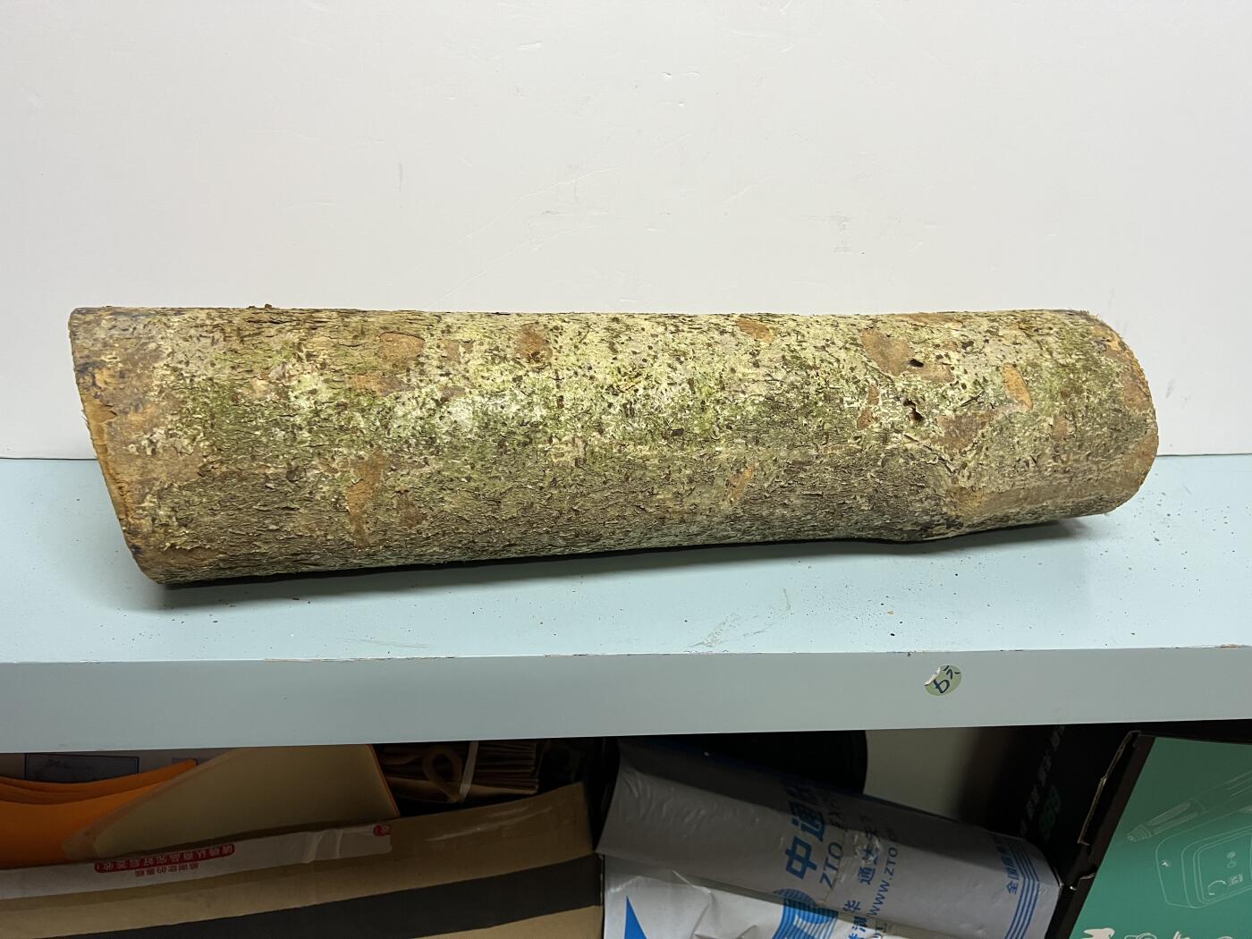 零元拍： 1220-2 金丝楠 原木 风水柱 横财（材）带皮， 尺寸：56/12.5/CM。抛光后金灿灿满香。最后一图为成品效果。。抛光后金灿灿满香。最后一图为成品效果。如果带点瘤，意味着花纹更漂亮。抛光后金灿灿满香。最后一图为成品效果。