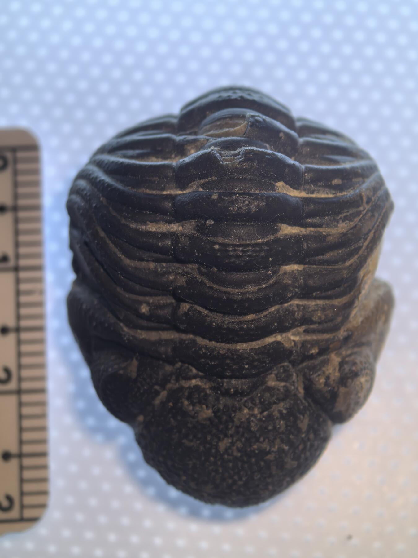 缅甸虫珀 化石专场 泥盆纪精品眼镜虫三叶虫化石较大