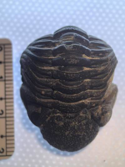 缅甸虫珀 化石专场 - 泥盆纪精品眼镜虫三叶虫化石较大