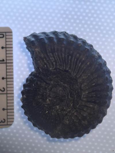 缅甸虫珀 化石专场 - 奥利奥阿翁粗菊石很大