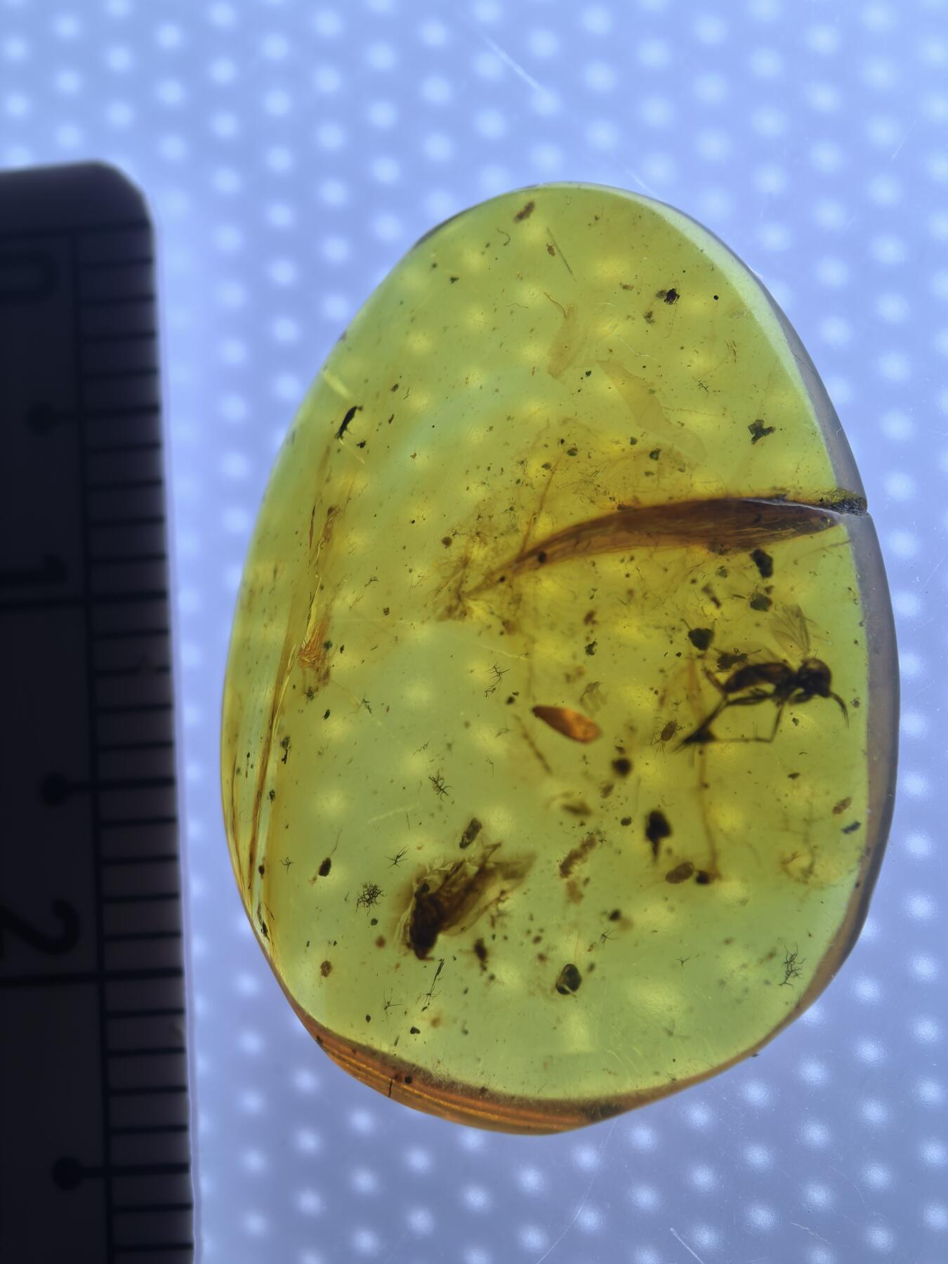 缅甸虫珀 宝石 化石专场 蚊子🦟