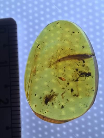 缅甸虫珀 宝石 化石专场 - 蚊子🦟