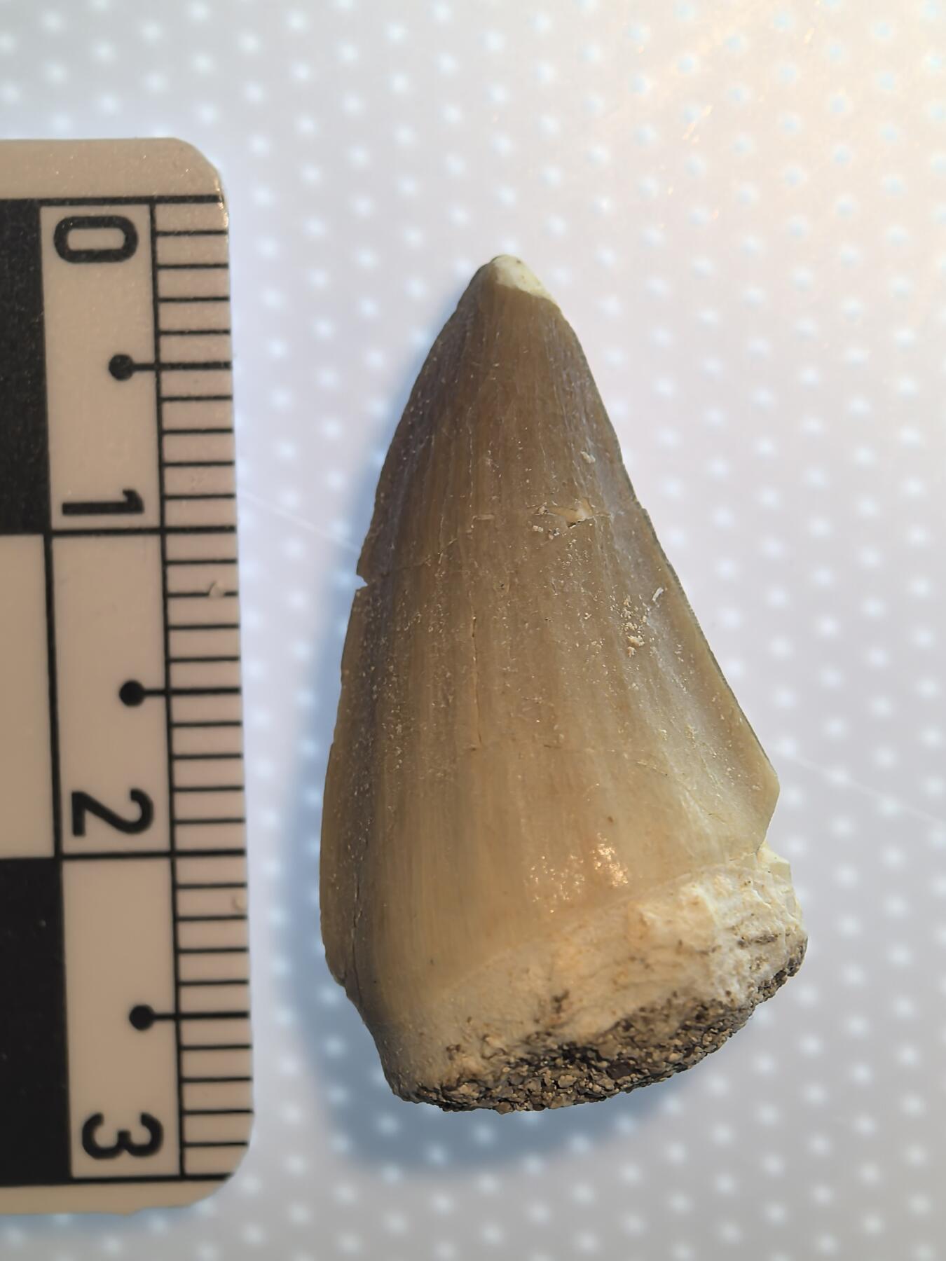 缅甸虫珀 宝石 化石专场