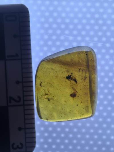 缅甸虫珀 化石专场 - 小虫