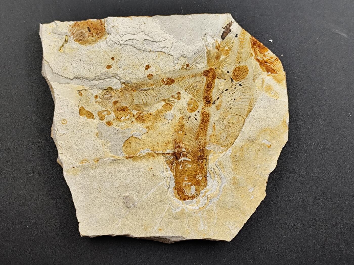 12月20日徽章钱币专场 狼鳍鱼 化石 侏罗纪时期