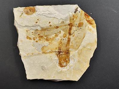 12月20日徽章钱币专场 - 狼鳍鱼 化石 侏罗纪时期