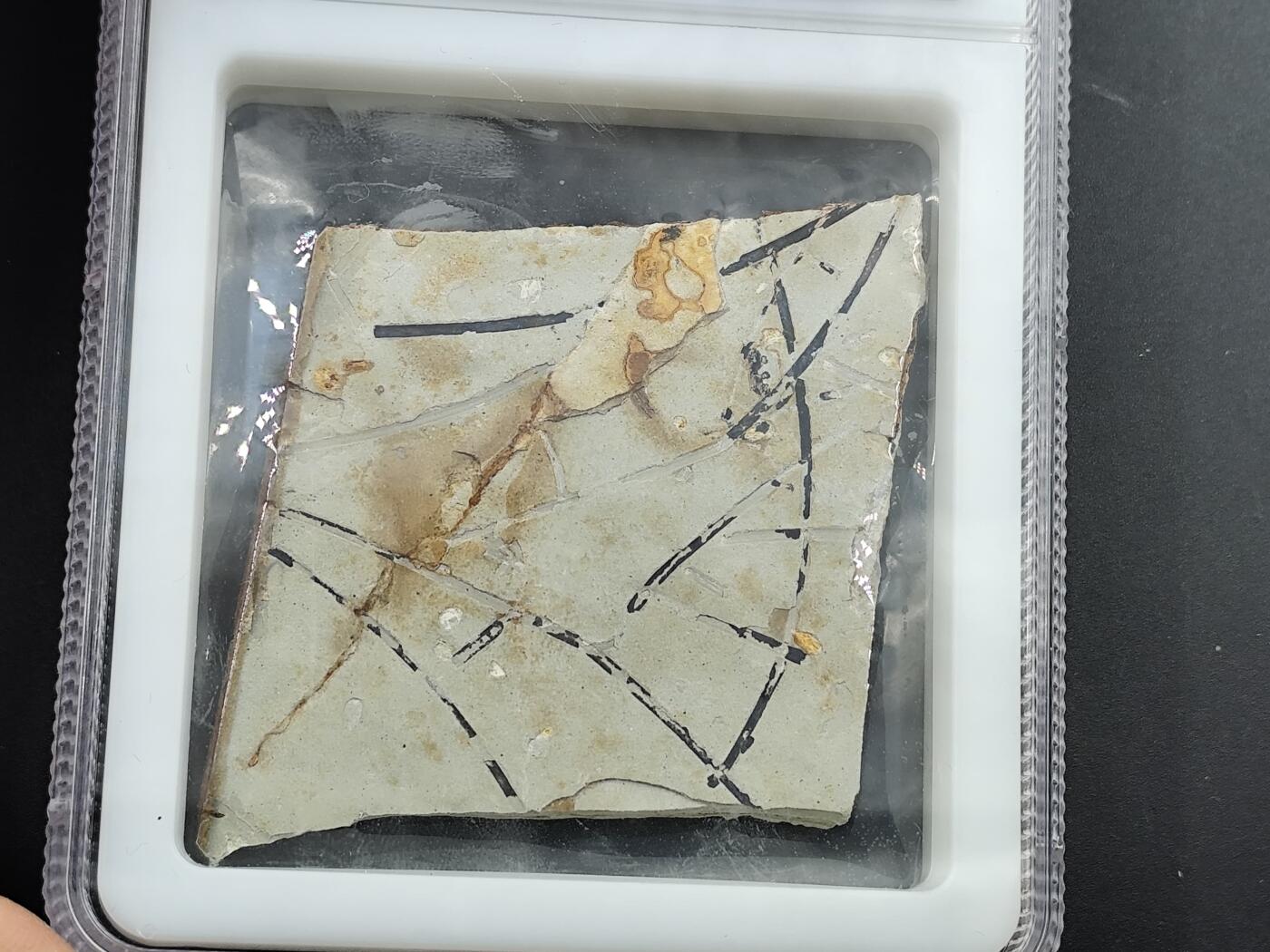 12月20日徽章钱币专场 侏罗纪 狼鳍鱼化石 背面是植物化石