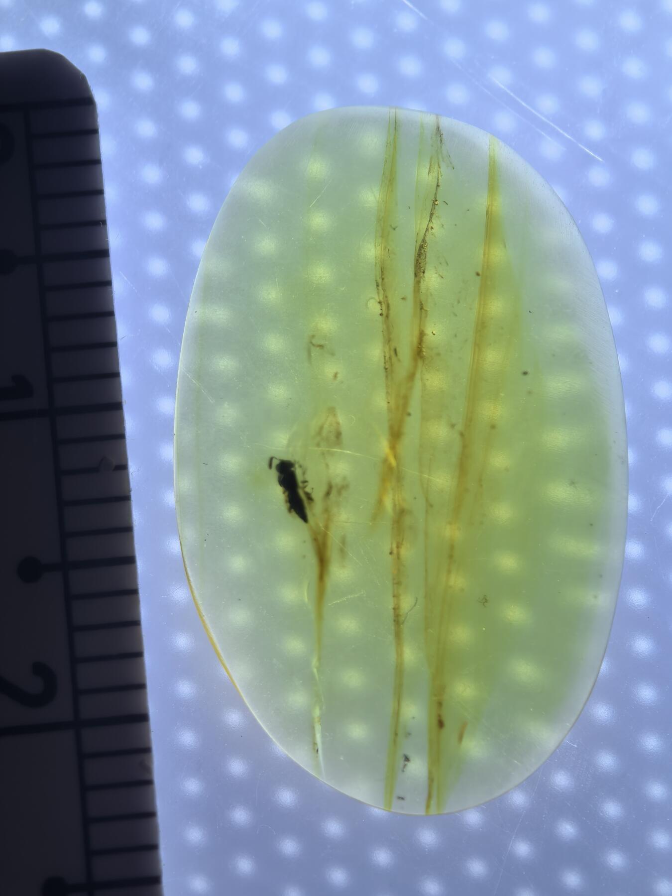 缅甸虫珀 宝石 化石专场 小蚂蚁