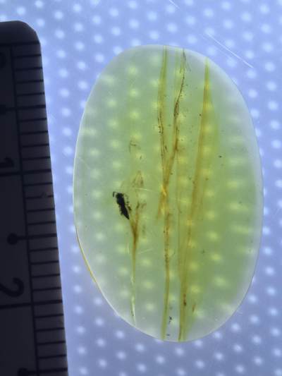 缅甸虫珀 宝石 化石专场 - 小蚂蚁