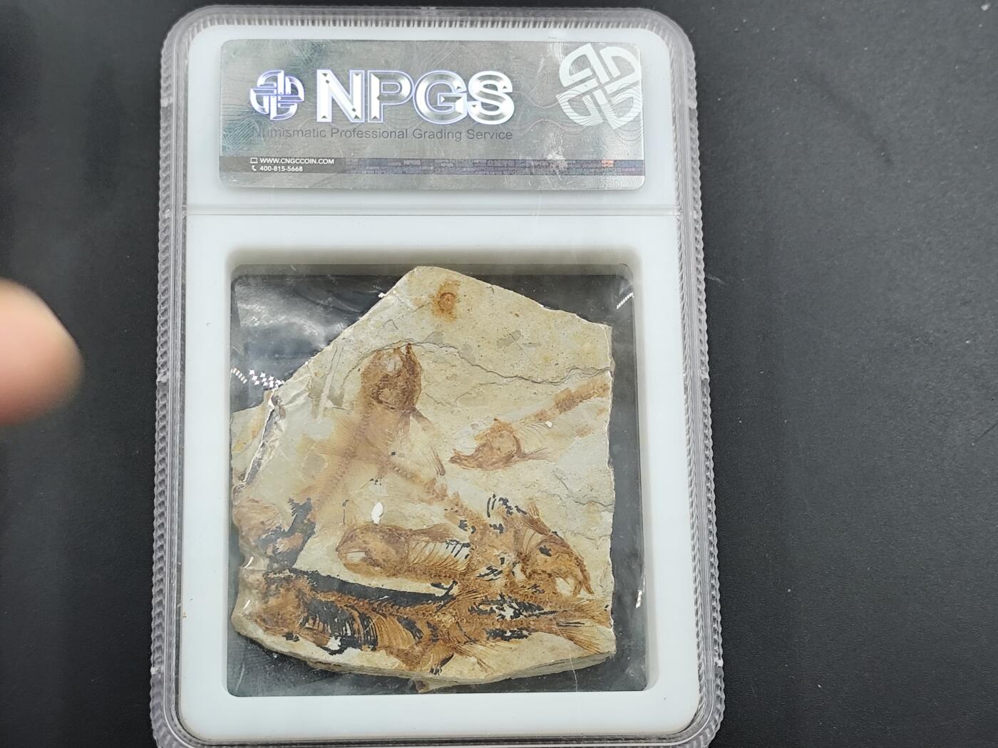 12月20日徽章钱币专场 侏罗纪时期 狼鳍鱼群化石