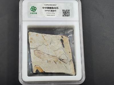 12月20日徽章钱币专场 - 侏罗纪 狼鳍鱼化石 背面是植物化石