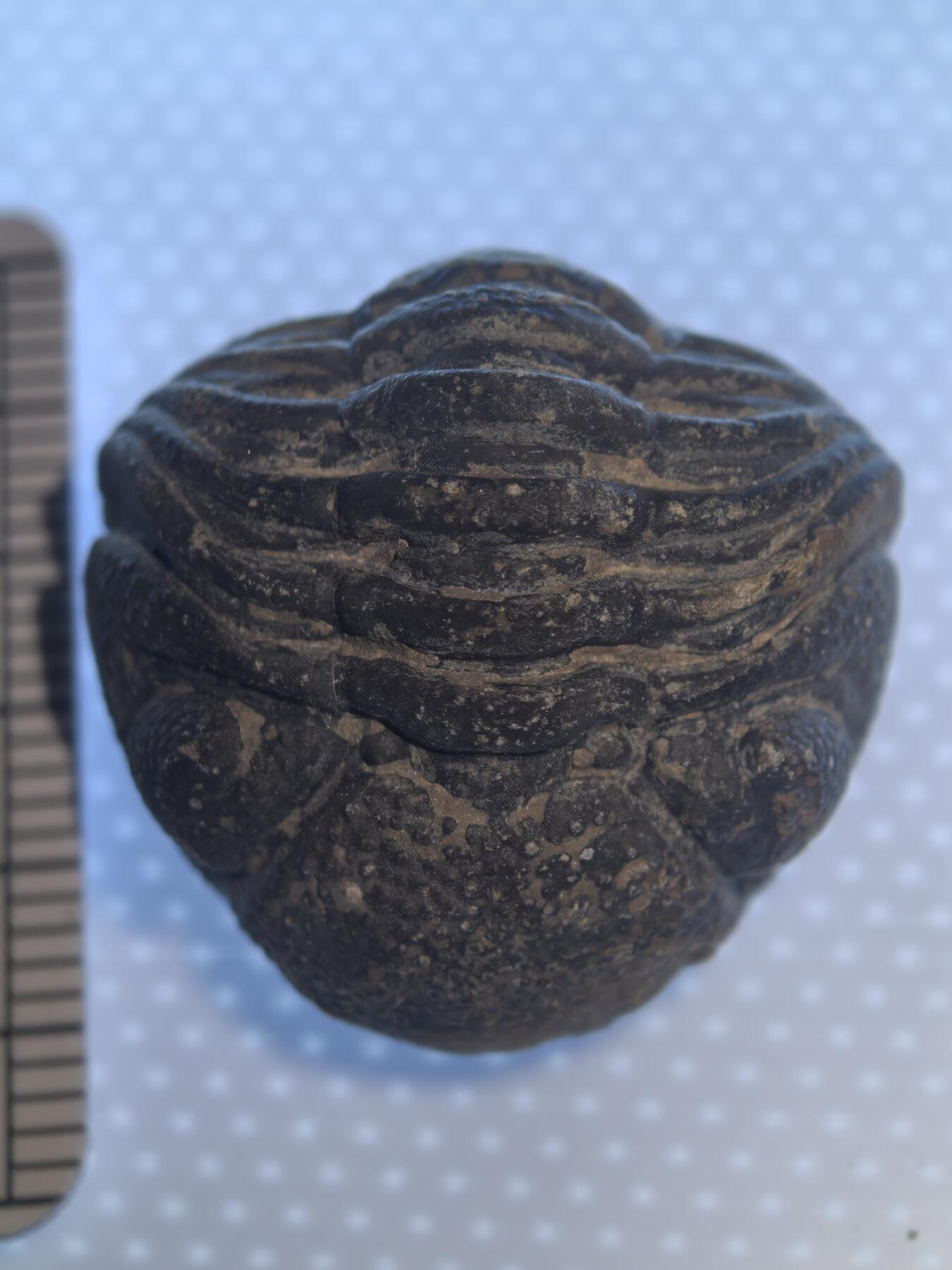 缅甸虫珀 化石专场 泥盆纪精品眼镜虫三叶虫化石