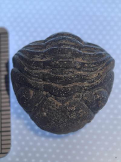 缅甸虫珀 化石专场 - 泥盆纪精品眼镜虫三叶虫化石