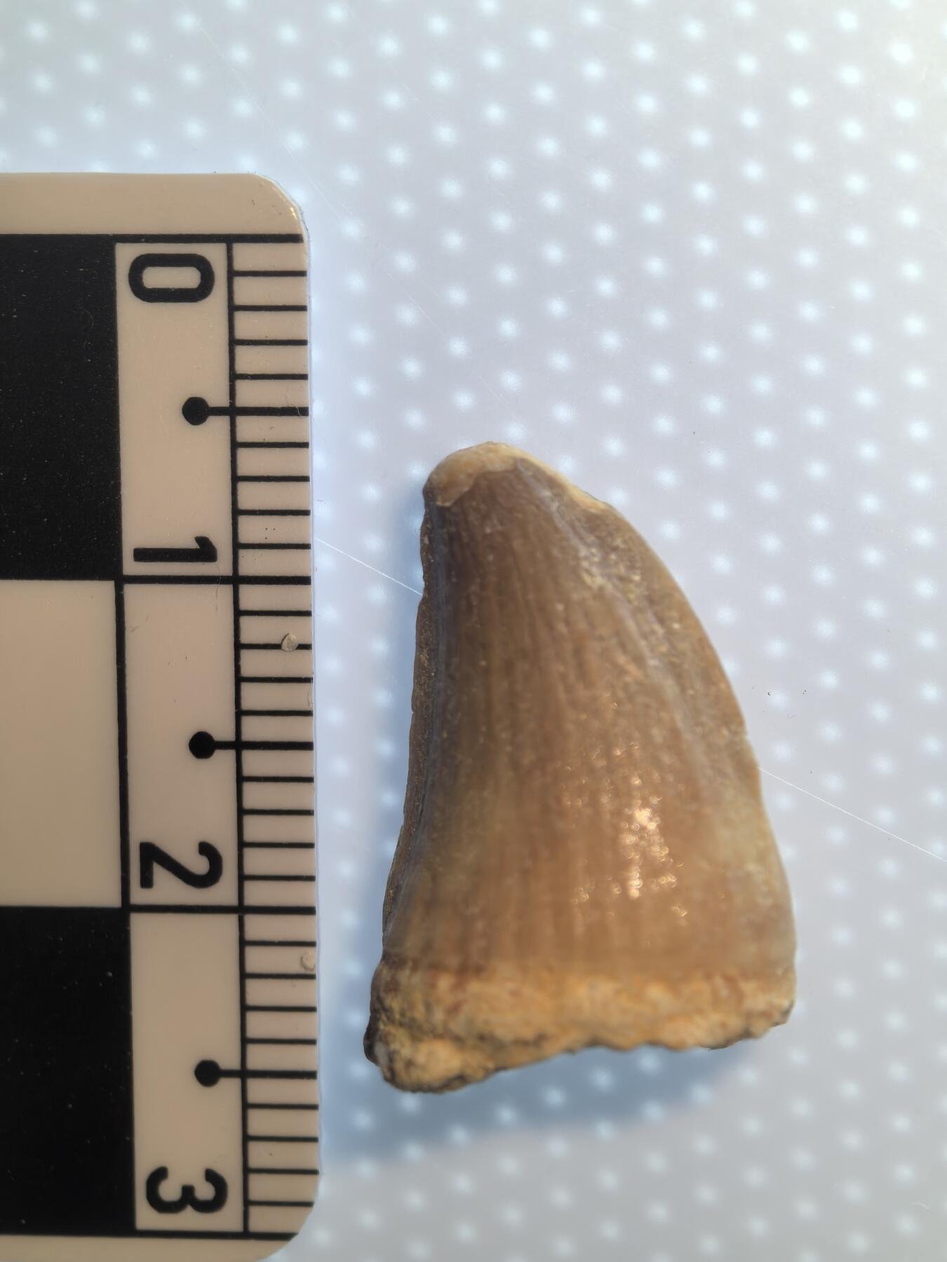 缅甸虫珀 宝石 化石专场