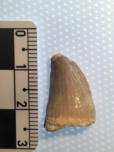 缅甸虫珀 宝石 化石专场 - 摩洛哥白垩纪沧龙牙齿化石