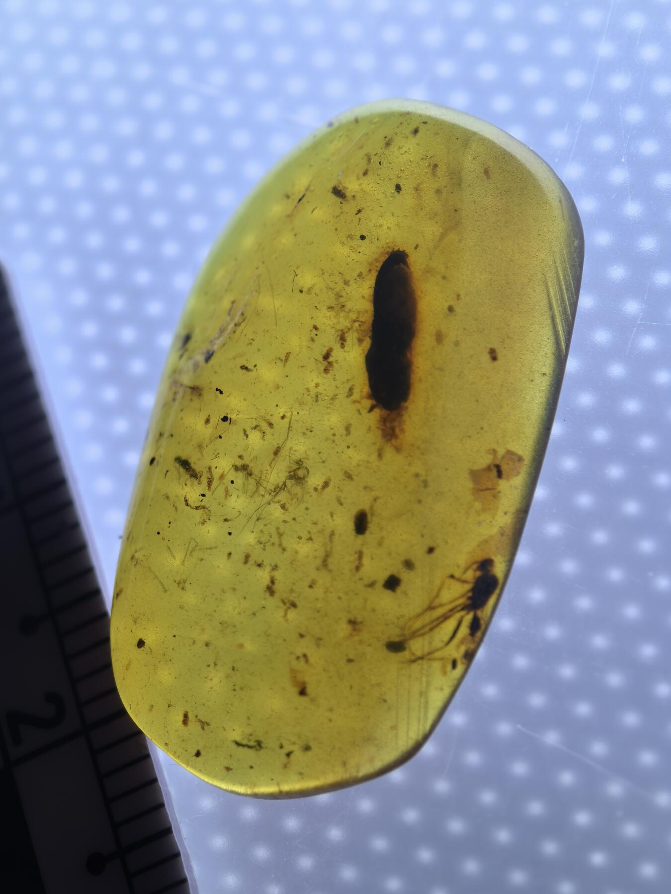 缅甸虫珀 宝石 化石专场 蜂类