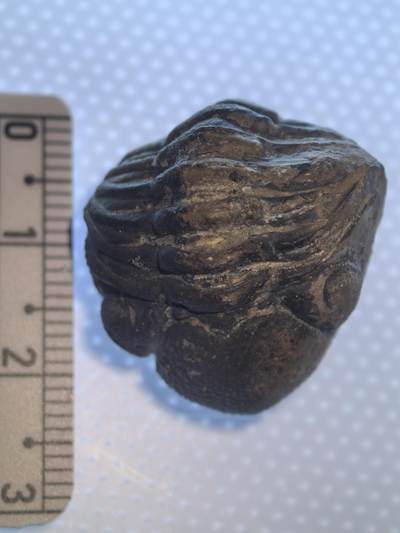 缅甸虫珀 化石专场 - 泥盆纪精品眼镜虫三叶虫化石