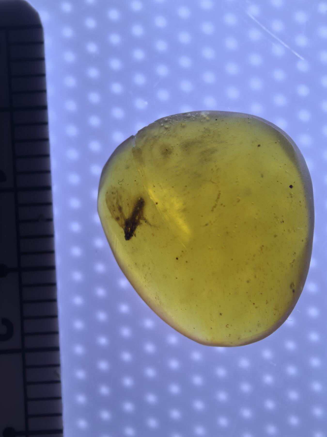 缅甸虫珀 宝石 化石专场 一只双翅类小飞虫