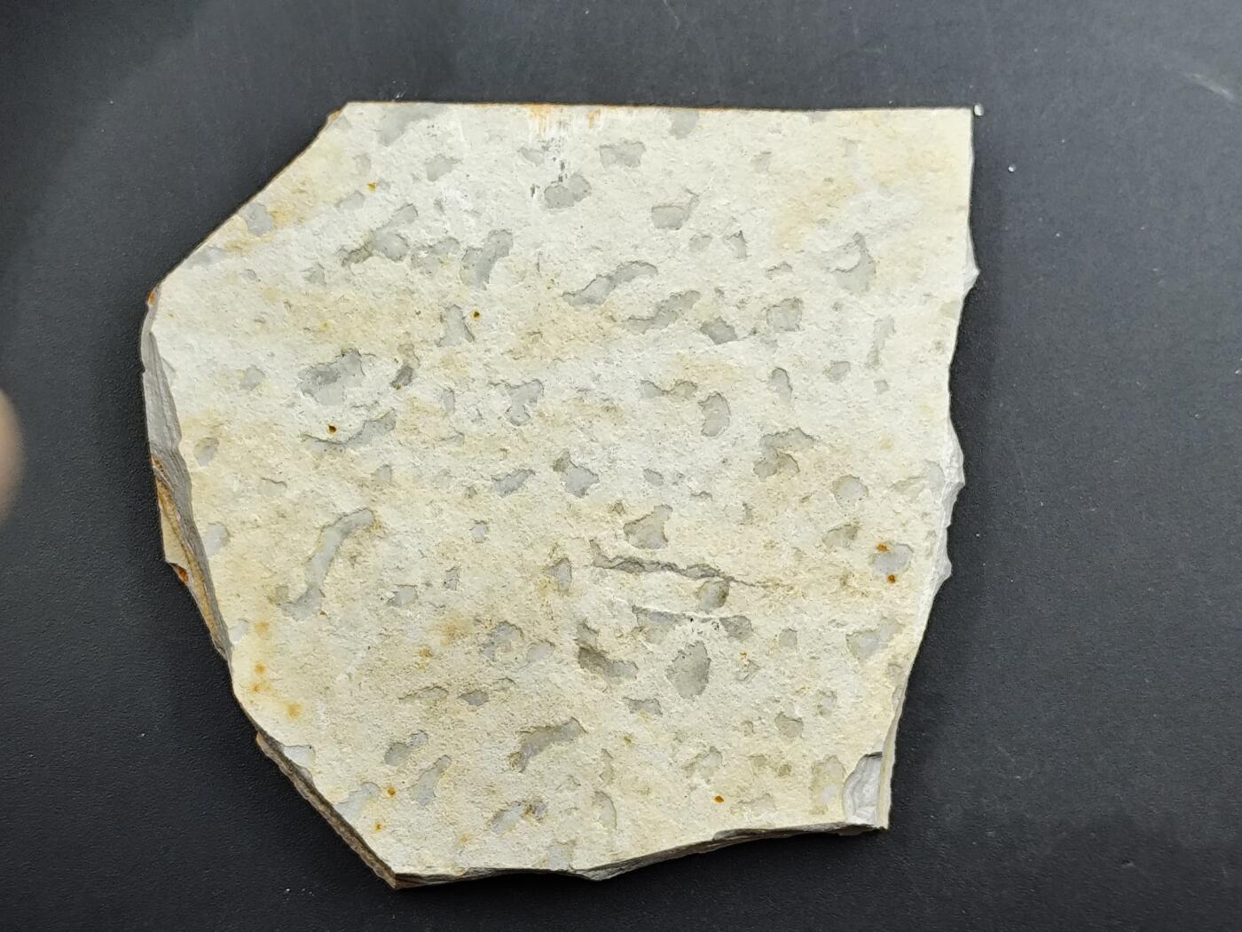 12月20日徽章钱币专场 狼鳍鱼 化石 侏罗纪时期