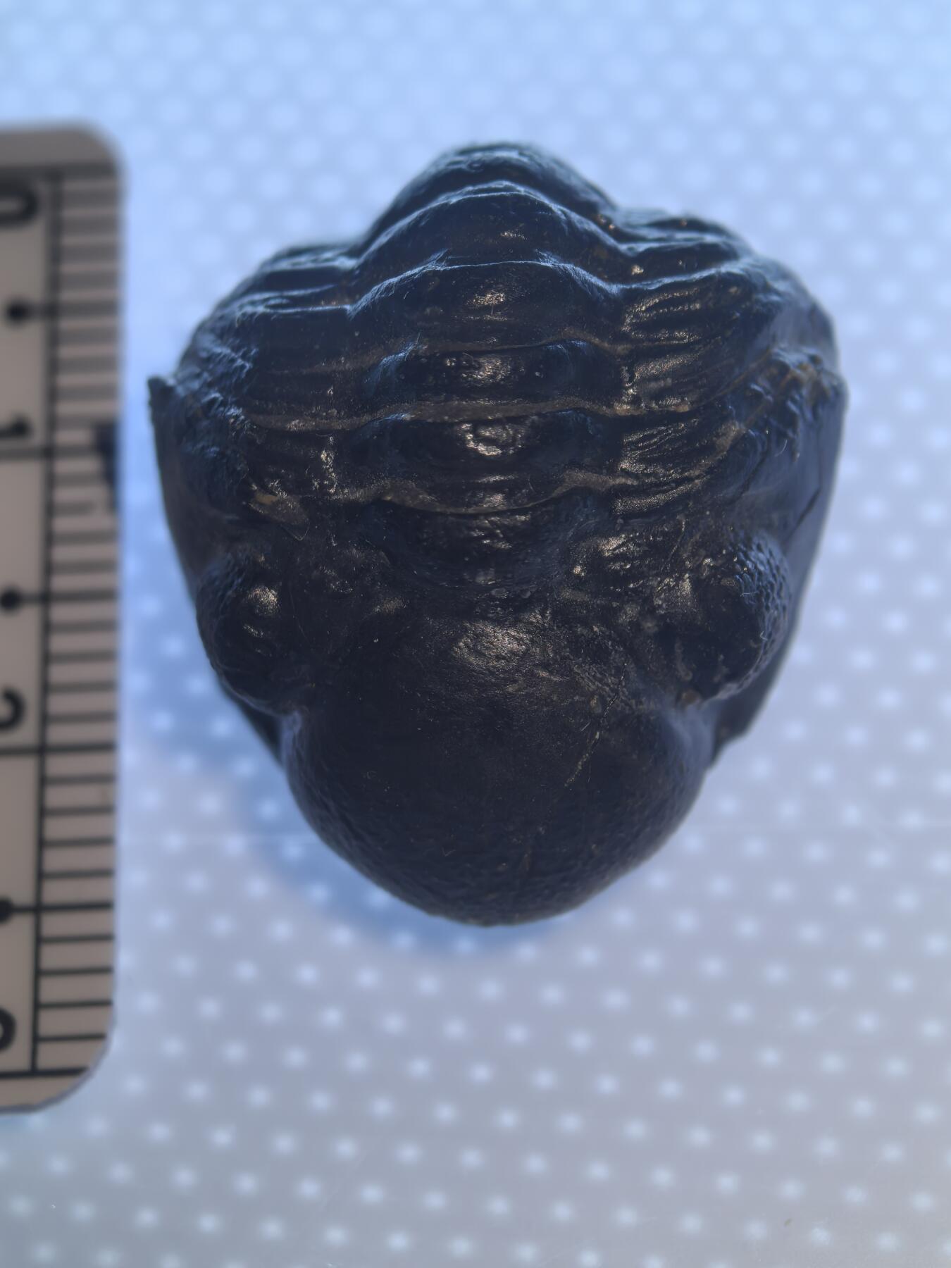 缅甸虫珀 化石专场 泥盆纪精品眼镜虫三叶虫化石高品相