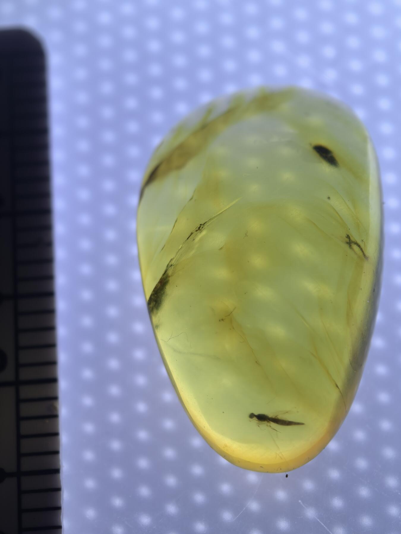 缅甸虫珀 宝石 化石专场 蜂类