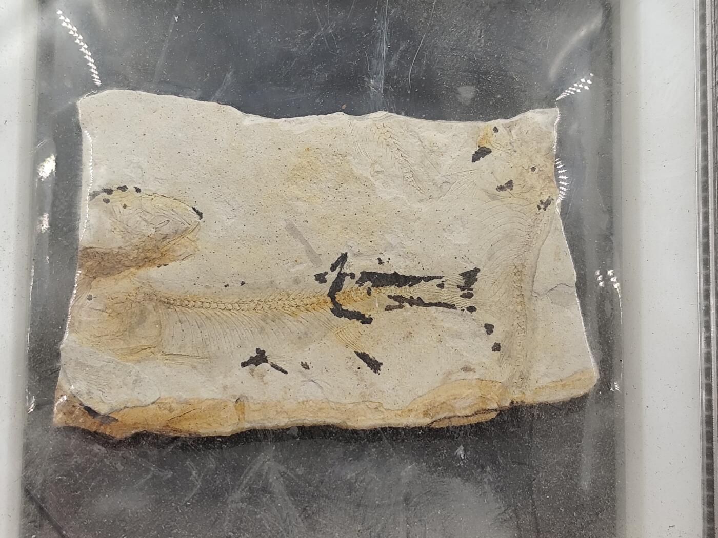 12月20日徽章钱币专场 众诚评级 侏罗纪时期化石