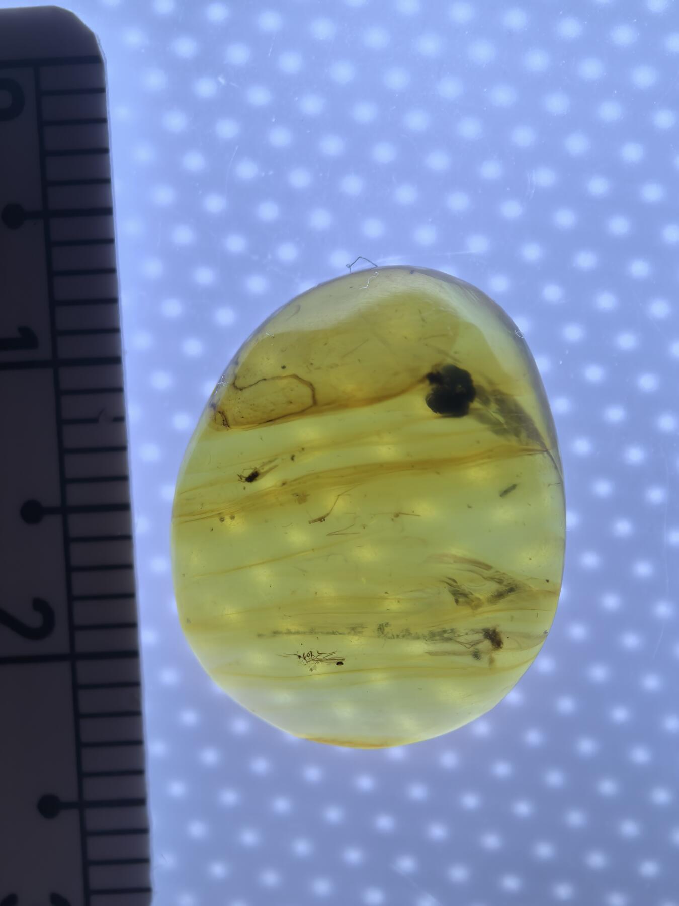 缅甸虫珀 化石专场 小虫