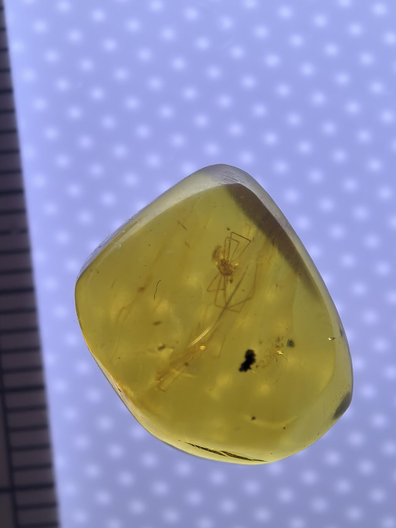 缅甸虫珀 化石专场 稀有小盲蛛🕷
