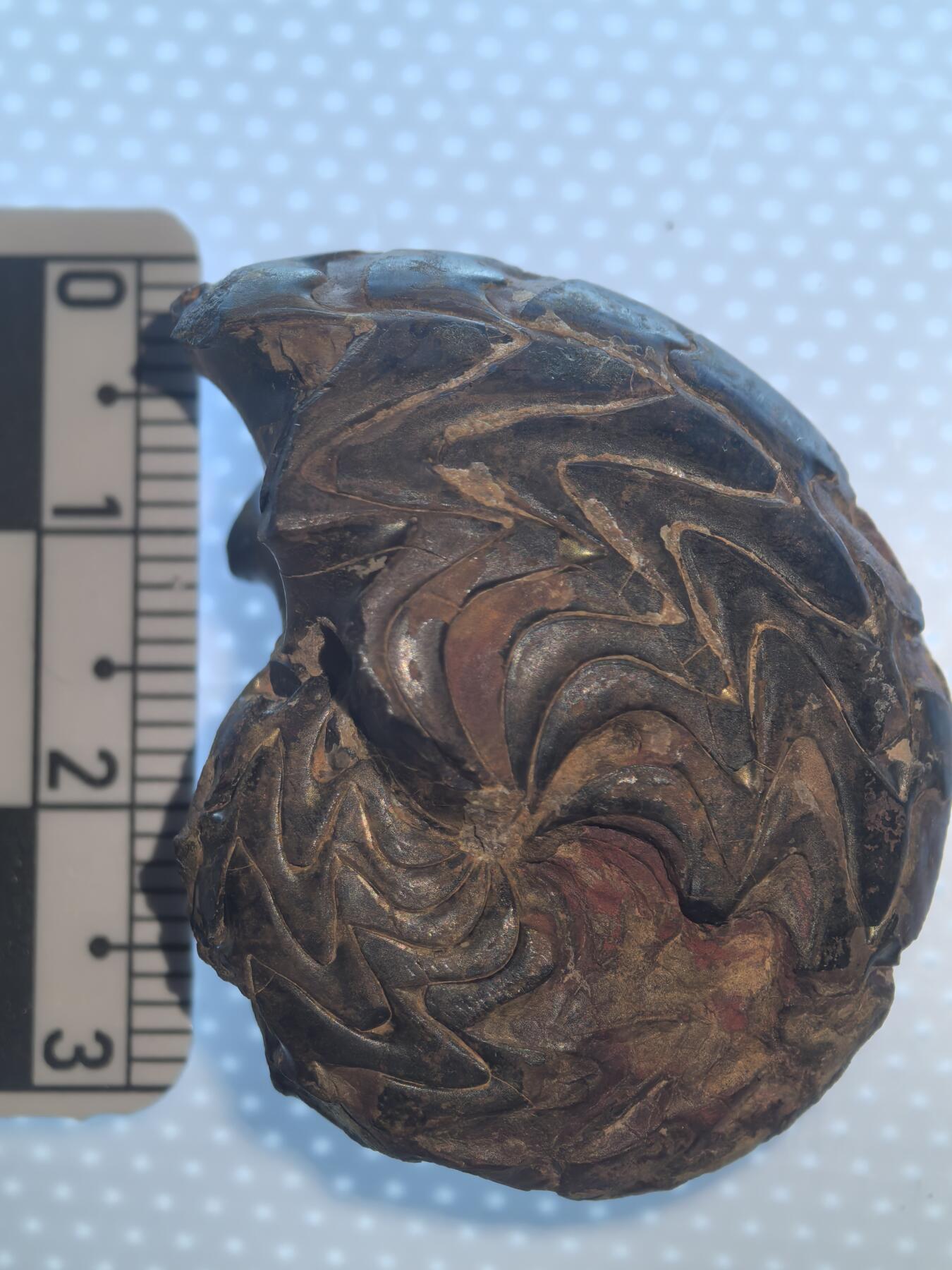 缅甸虫珀 化石专场 碟海神褐铁矿化菊石较大