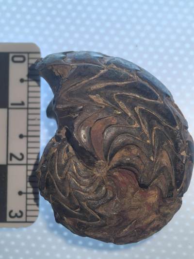 缅甸虫珀 化石专场 - 碟海神褐铁矿化菊石较大