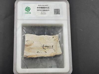 12月20日徽章钱币专场 - 众诚评级 侏罗纪时期化石