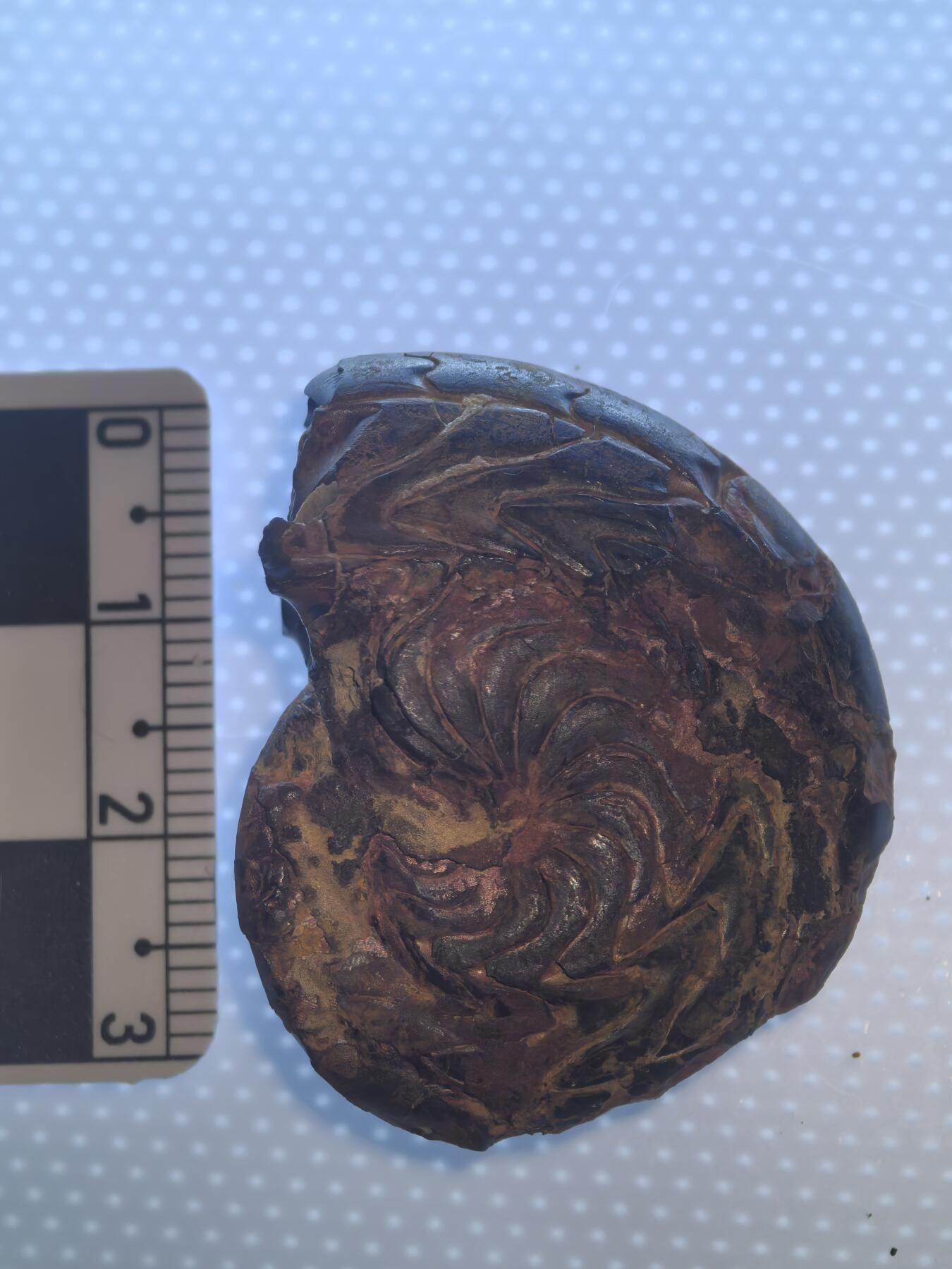 缅甸虫珀 化石专场 碟海神褐铁矿化菊石较大