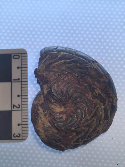 缅甸虫珀 化石专场 - 碟海神褐铁矿化菊石较大