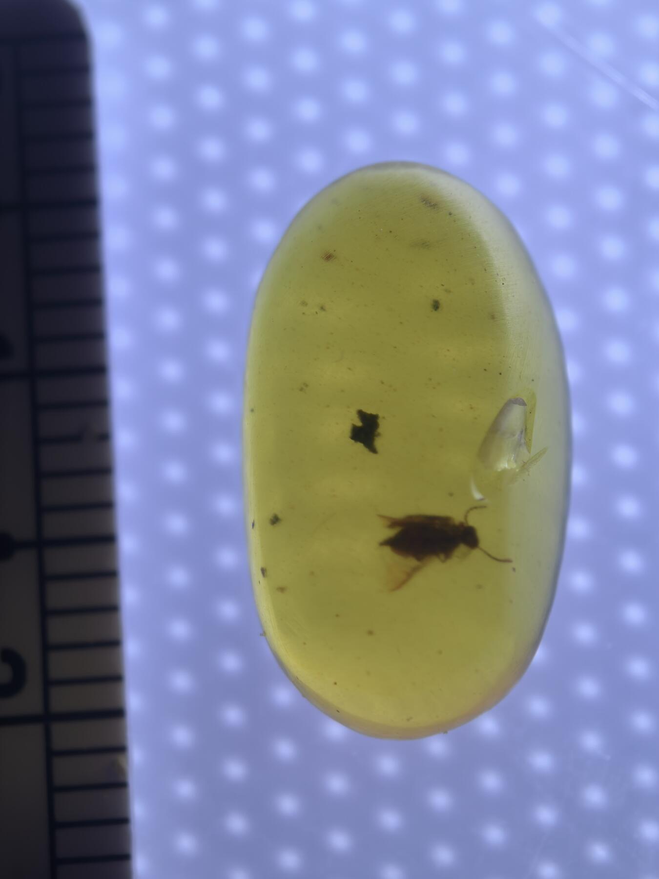 缅甸虫珀 宝石 化石专场 较大的飞虫