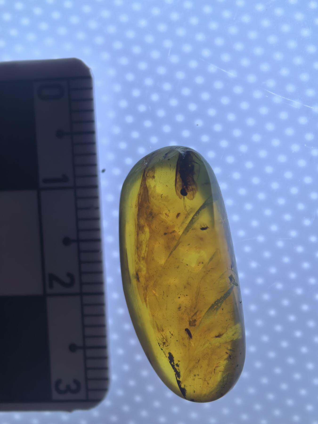 缅甸虫珀 化石专场