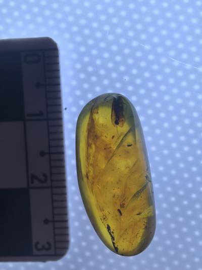 缅甸虫珀 化石专场 - 一只较大虫