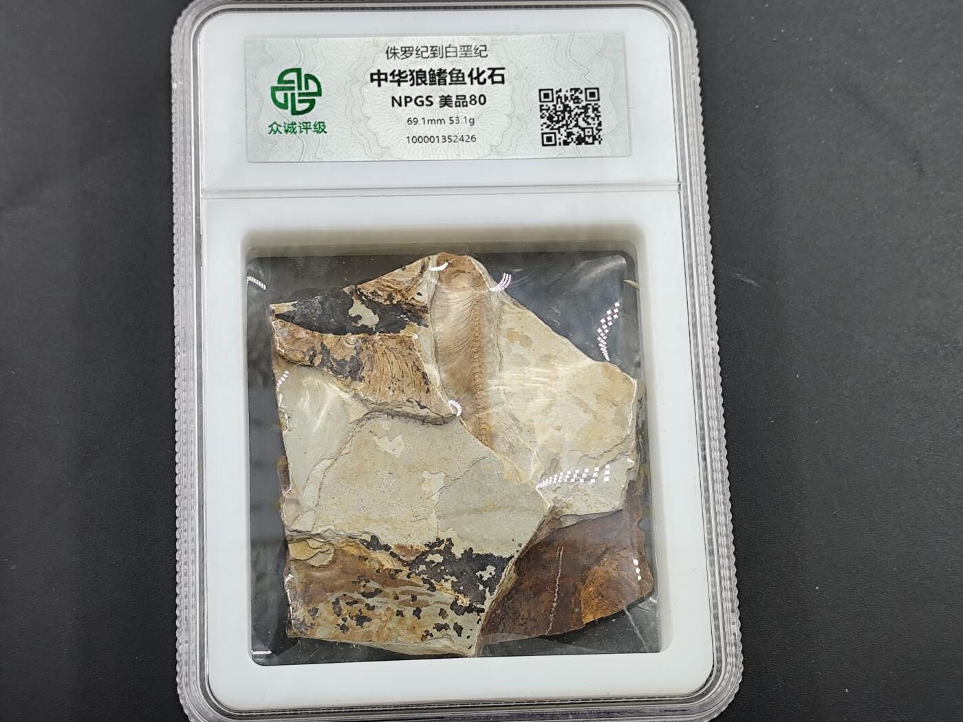 12月20日徽章钱币专场 侏罗纪时期 狼鳍鱼群化石