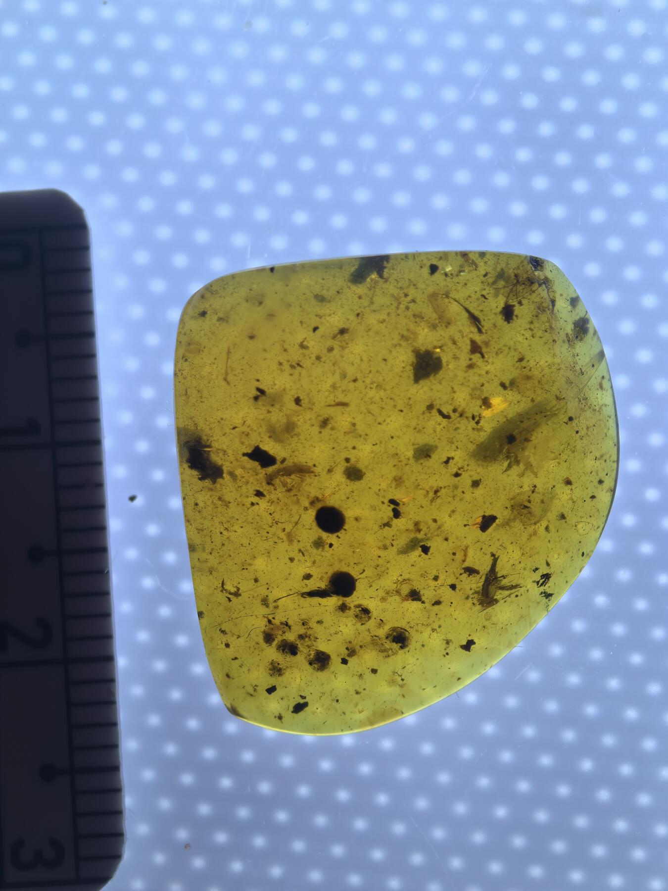 缅甸虫珀 化石专场 很多虫