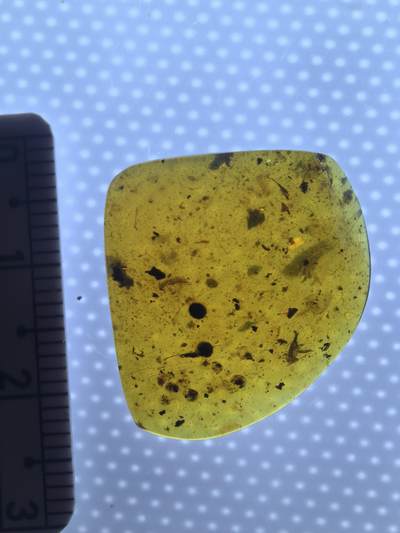 缅甸虫珀 化石专场 - 很多虫