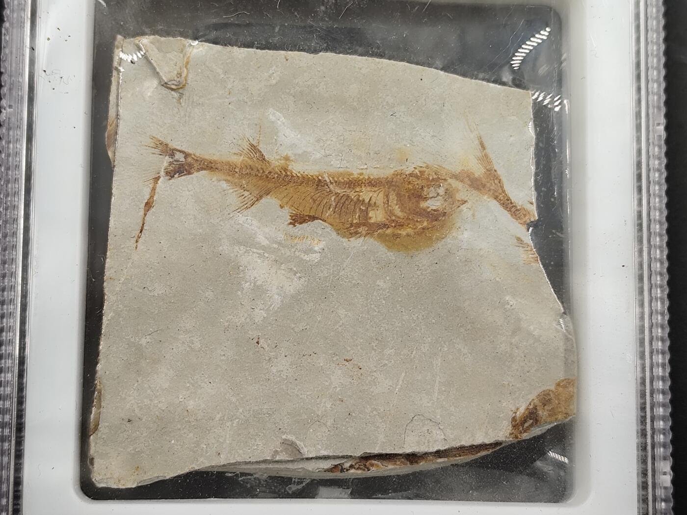 12月20日徽章钱币专场 众诚评级 侏罗纪时期狼鳍鱼化石