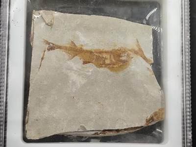 12月20日徽章钱币专场 - 众诚评级 侏罗纪时期狼鳍鱼化石