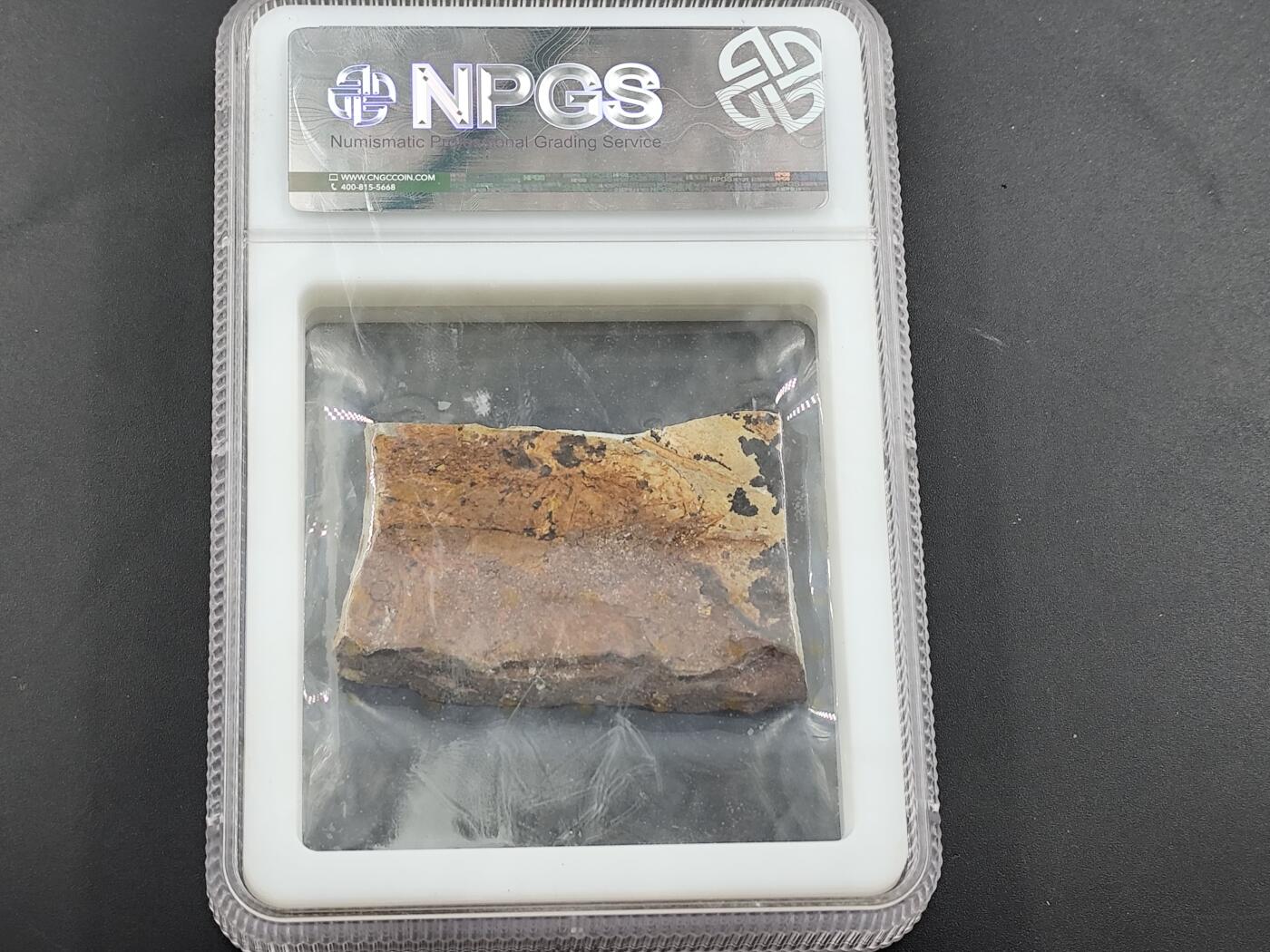 12月20日徽章钱币专场 众诚评级 侏罗纪时期化石