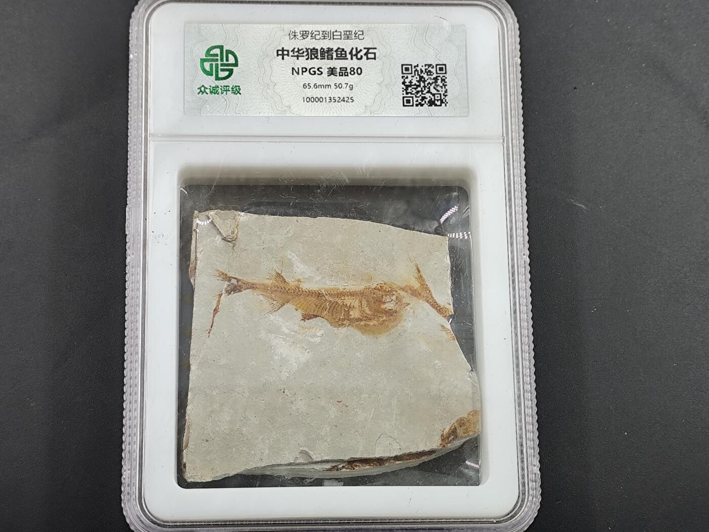 12月20日徽章钱币专场 众诚评级 侏罗纪时期狼鳍鱼化石