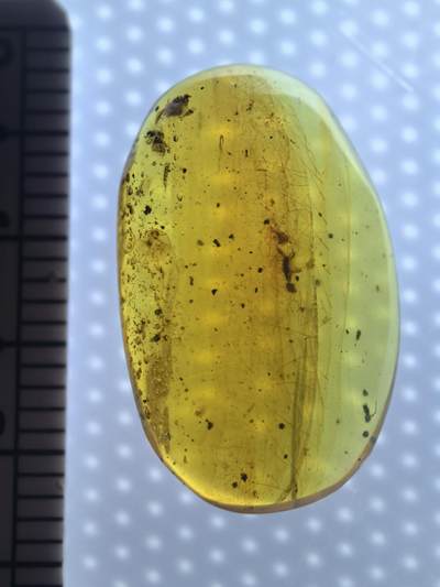 缅甸虫珀 宝石 化石专场 - 几只小虫