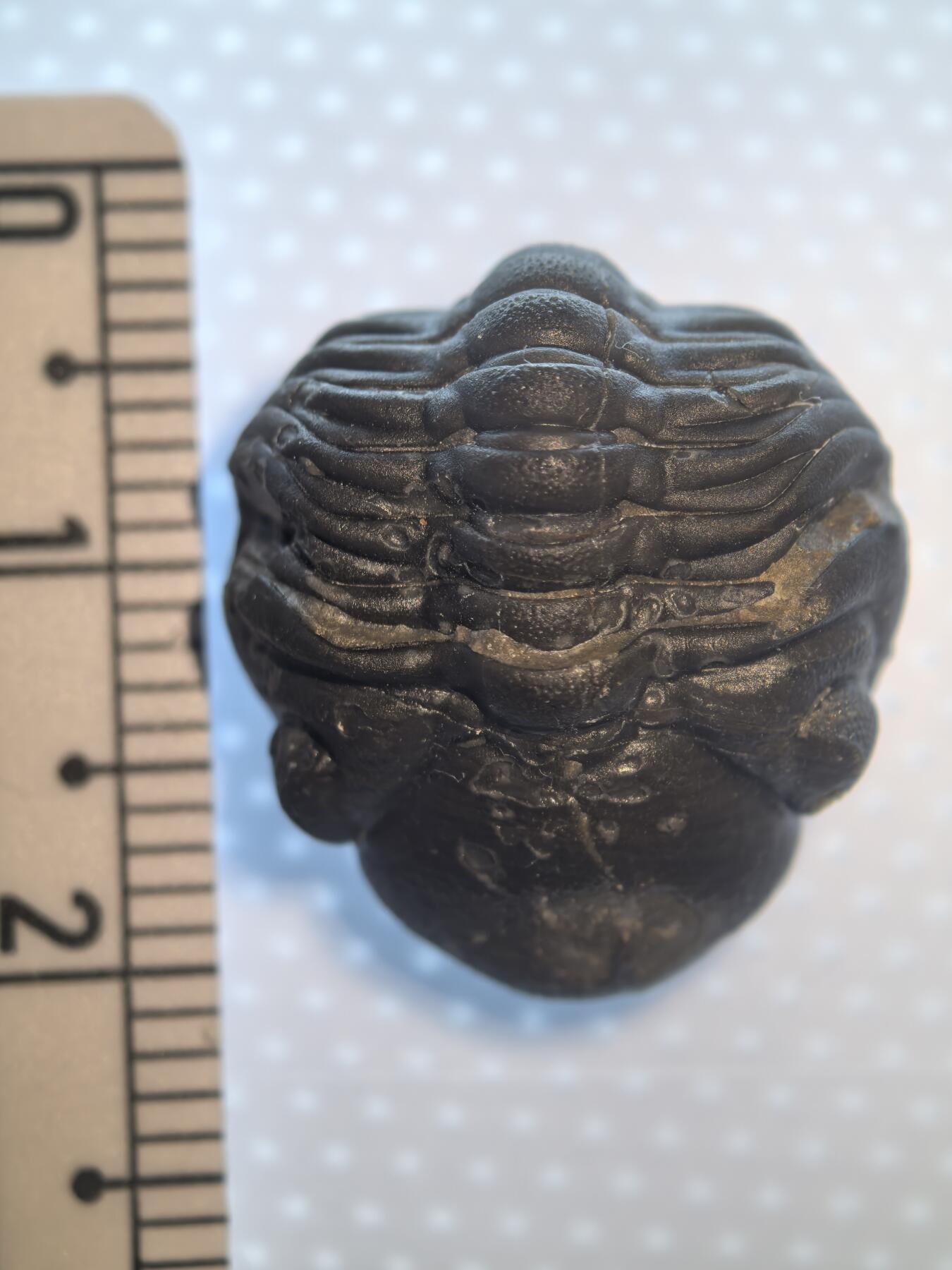 缅甸虫珀 化石专场 泥盆纪精品三叶虫眼镜虫立体化石